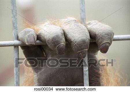 zoo, ape claws, ape hand, zoological, apes, ape, claws View Large Photo Image Picture - zoo, ape claws, ape hand, zoological, apes, ape, claws. Fotosearch