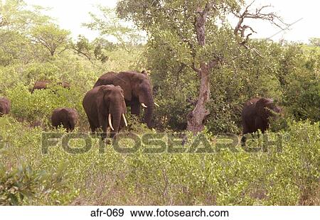 African Elephants in Kruger National Park South Africa View Large Photo Image Stock Photo - African Elephants in Kruger National Park South Africa. Fotosearch