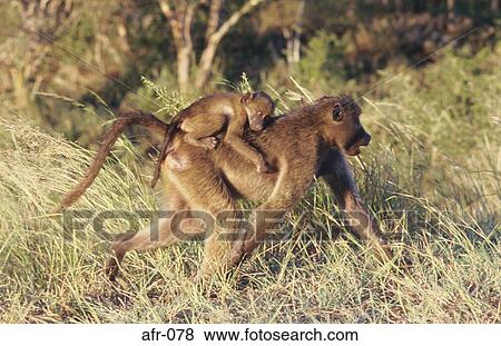 Stock Photo - Baboon Carrying Infant South Africa. Fotosearch
