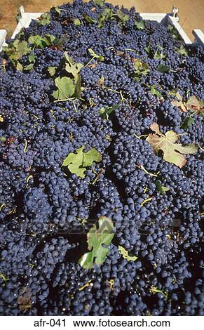 Black Grapes in Trailer South Africa View Large Photo Image Stock Image - Black Grapes in Trailer South Africa. Fotosearch