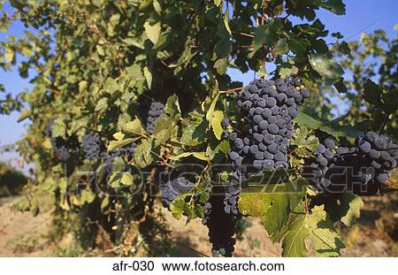 Black Grapes on Vine South Africa View Large Photo Image Stock Image - Black Grapes on Vine South Africa. Fotosearch