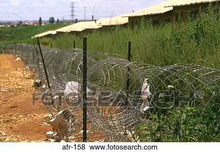 Coils of Razor Wire along Soweto Road South Africa View Large Photo Image Stock Photo - Coils of Razor Wire along Soweto Road South Africa. Fotosearch