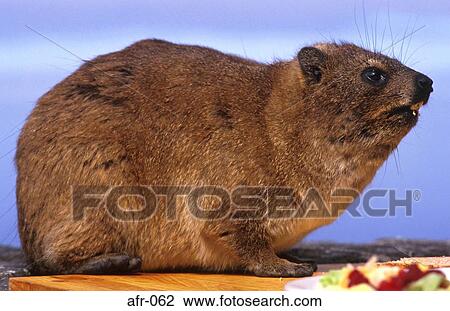 Stock Image - Coney Rock Badger South Africa. Fotosearch