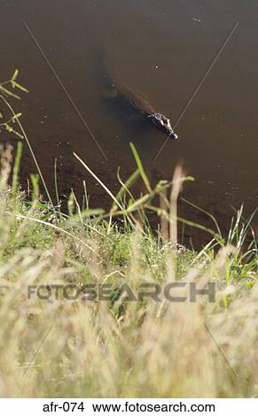 Picture - Crocodile South Africa. Fotosearch
