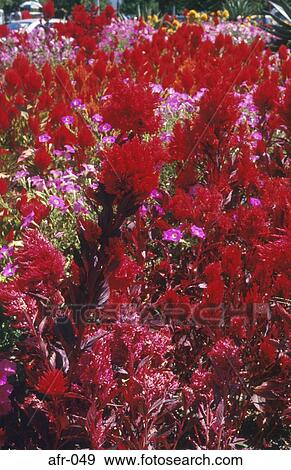 Flame Red Plants South Africa View Large Photo Image Stock Photo - Flame Red Plants South Africa. Fotosearch