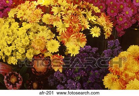 Flowers on Display Harare Zimbabwe View Large Photo Image Stock Image - Flowers on Display Harare Zimbabwe. Fotosearch