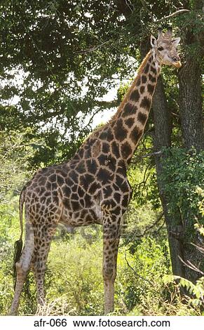 Giraffe in Kruger National Park South Africa View Large Photo Image Stock Photograph - Giraffe in Kruger National Park South Africa. Fotosearch