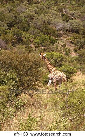 Giraffe Kruger National Park South Africa View Large Photo Image Stock Photo - Giraffe Kruger National Park South Africa. Fotosearch