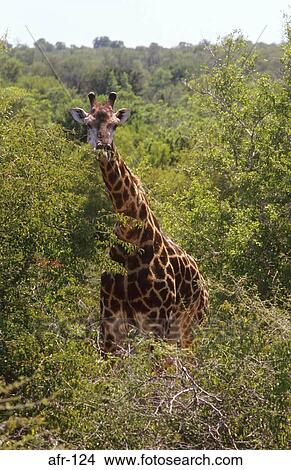Giraffe South Africa View Large Photo Image Picture - Giraffe South Africa. Fotosearch
