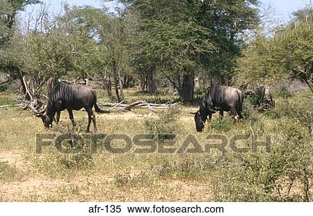 Gnus Grazing South Africa View Large Photo Image Stock Photography - Gnus Grazing South Africa. Fotosearch