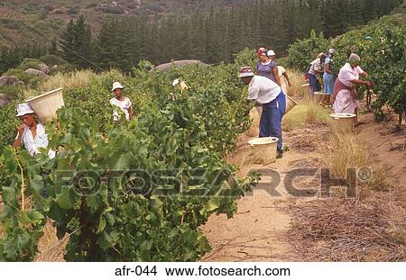 Grape Pickers South Africa View Large Photo Image Picture - Grape Pickers South Africa. Fotosearch