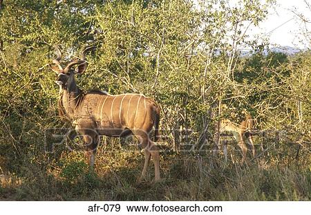 Kudu in South African Bush View Large Photo Image Stock Photo - Kudu in South African Bush. Fotosearch