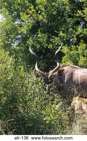 Kudu Looking at Camera South Africa View Large Photo Image Stock Photograph - Kudu Looking at Camera South Africa. Fotosearch