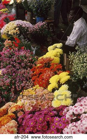 Man at Flower Stall Harare Zimbabwe View Large Photo Image Picture - Man at Flower Stall Harare Zimbabwe. Fotosearch