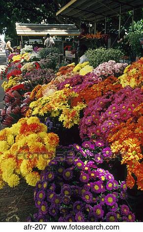 Man at Flower Stall Harare Zimbabwe View Large Photo Image Stock Photo - Man at Flower Stall Harare Zimbabwe. Fotosearch