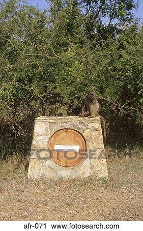 Monkey Sitting on No Entry Sign South Africa View Large Photo Image Stock Image - Monkey Sitting on No Entry Sign South Africa. Fotosearch