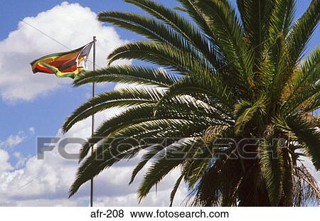 Palm Tree and Zimbabwean Flag View Large Photo Image Stock Photo - Palm Tree and Zimbabwean Flag. Fotosearch