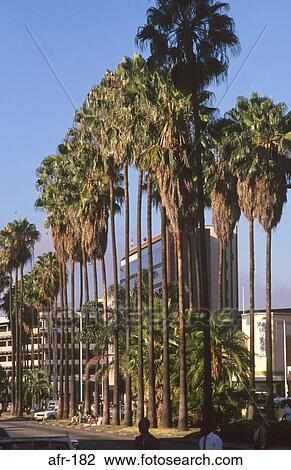 Palm Trees on Street Harare Zimbabwe Africa View Large Photo Image Stock Image - Palm Trees on Street Harare Zimbabwe Africa. Fotosearch