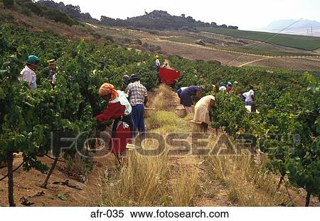 Stock Photography - People Gathering Grape Harvest South Africa. Fotosearch