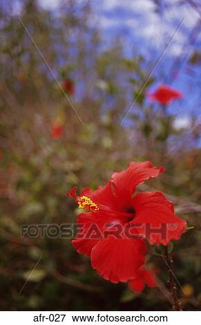Red Flower View Large Photo Image Stock Photo - Red Flower. Fotosearch