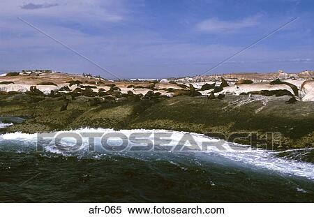 Stock Photography - Seal Colony Cape Peninsular South Africa. Fotosearch
