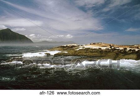 Seals on Island South Africa View Large Photo Image Stock Photograph - Seals on Island South Africa. Fotosearch