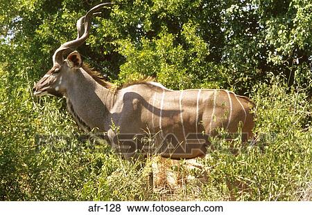 Side View of Kudu South Africa View Large Photo Image Stock Photo - Side View of Kudu South Africa. Fotosearch