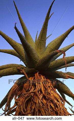Spiky Leaved Tree South Africa View Large Photo Image Stock Photo - Spiky Leaved Tree South Africa. Fotosearch