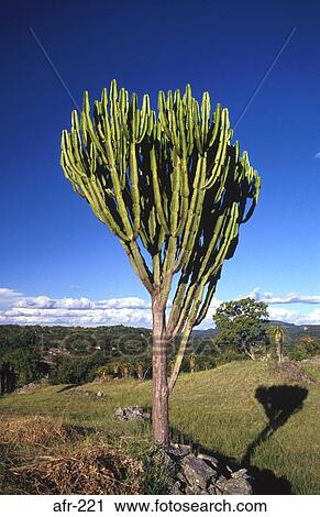 Tree-like Cactus Zimbabwe View Large Photo Image Stock Image - Tree-like Cactus Zimbabwe. Fotosearch