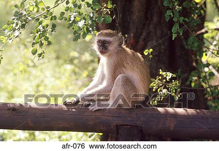 Vervet Monkey Sitting on Fence South Africa View Large Photo Image Stock Photograph - Vervet Monkey Sitting on Fence South Africa. Fotosearch
