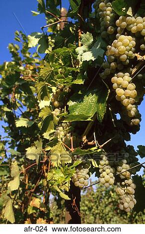 Vine South Africa View Large Photo Image Picture - Vine South Africa. Fotosearch