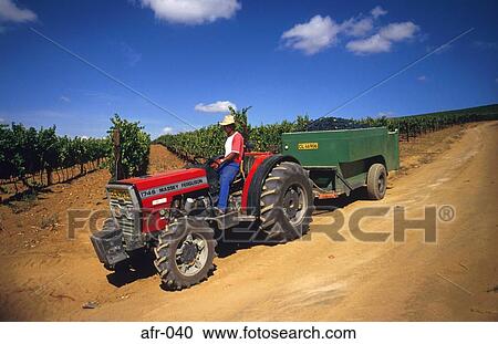 Vineyard Worker using Tractor South Africa View Large Photo Image Stock Image - Vineyard Worker using Tractor South Africa. Fotosearch
