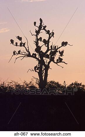 Vultures on Tree at Dusk South Africa View Large Photo Image Stock Photo - Vultures on Tree at Dusk South Africa. Fotosearch