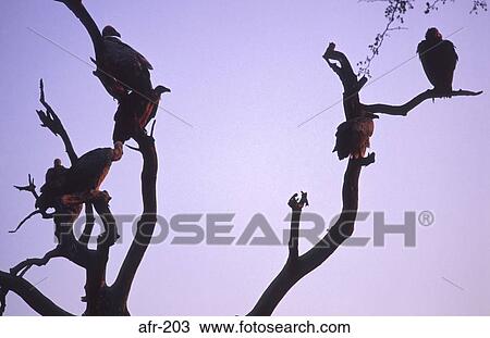 Vultures Silhouetted Against Evening Sky Zimbabwe View Large Photo Image Stock Image - Vultures Silhouetted Against Evening Sky Zimbabwe. Fotosearch