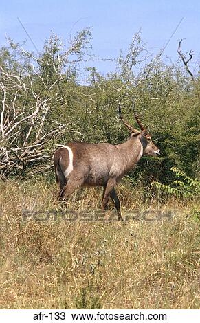 Waterbuck in the Bush South Africa View Large Photo Image Stock Image - Waterbuck in the Bush South Africa. Fotosearch