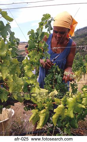 Woman Picking Grapes South Africa View Large Photo Image Stock Photography - Woman Picking Grapes South Africa. Fotosearch