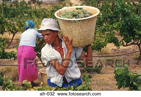 Youth Carrying Basket of Grapes South Africa View Large Photo Image Stock Image - Youth Carrying Basket of Grapes South Africa. Fotosearch