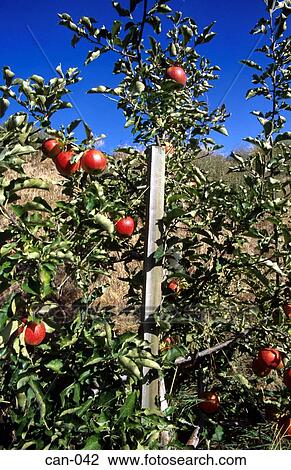 Stock Image - Close Up of Apple in Orchard Canada. Fotosearch