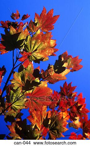 Coloured Leaves Against Blue Sky Canada View Large Photo Image Picture - Coloured Leaves Against Blue Sky Canada. Fotosearch