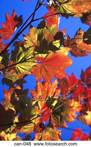 Coloured Leaves Against Blue Sky Canada View Large Photo Image Stock Photo - Coloured Leaves Against Blue Sky Canada. Fotosearch