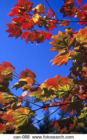 Coloured Maple Autumn Leaves against Sky View Large Photo Image Stock Photo - Coloured Maple Autumn Leaves against Sky. Fotosearch