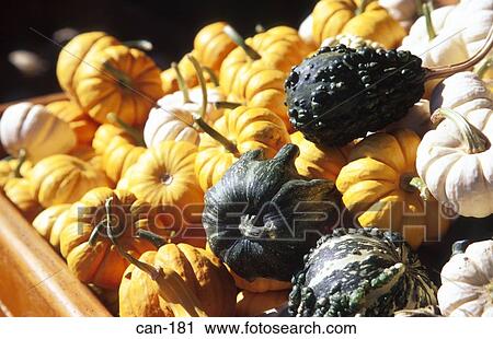Green and Orange Squash on Market Stall View Large Photo Image Stock Image - Green and Orange Squash on Market Stall. Fotosearch