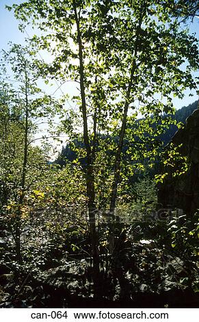 Light Filtering through Trees Canada View Large Photo Image Picture - Light Filtering through Trees Canada. Fotosearch