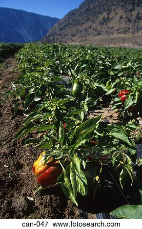 Pepper Crop in Field Canada View Large Photo Image Stock Photo - Pepper Crop in Field Canada. Fotosearch