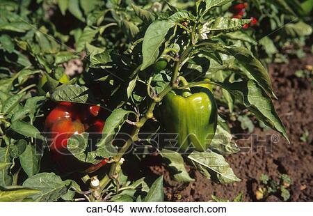 Peppers in Field Canada View Large Photo Image Stock Photography - Peppers in Field Canada. Fotosearch