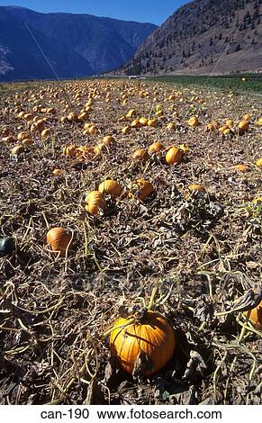 Pumpkins Growing in Canadian Field View Large Photo Image Stock Image - Pumpkins Growing in Canadian Field. Fotosearch