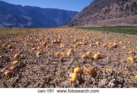 Pumpkins Growing in Canadian Field View Large Photo Image Stock Image - Pumpkins Growing in Canadian Field. Fotosearch