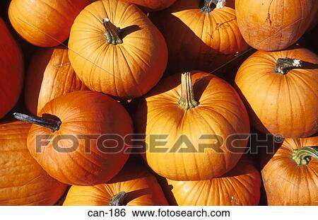 Ripe Pumpkins on Market Stall Canada View Large Photo Image Stock Photograph - Ripe Pumpkins on Market Stall Canada. Fotosearch