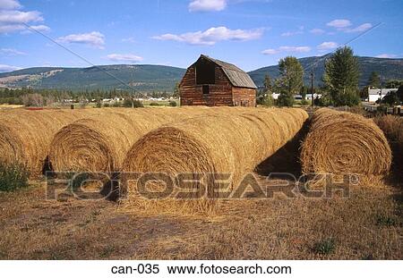 Round Bales of Straw Okanagan Canada View Large Photo Image Stock Photography - Round Bales of Straw Okanagan Canada. Fotosearch