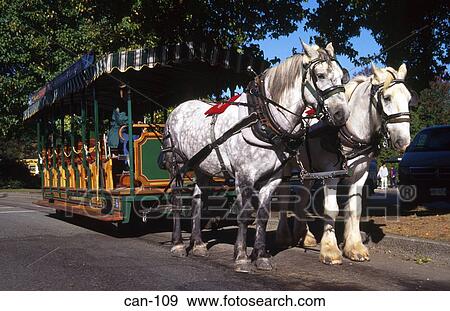 Tourists on Horse Coach Tour Vancouver Canada View Large Photo Image Stock Photo - Tourists on Horse Coach Tour Vancouver Canada. Fotosearch